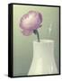 Pink Rannunculus in White Vase on Green-Tom Quartermaine-Framed Stretched Canvas