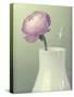 Pink Rannunculus in White Vase on Green-Tom Quartermaine-Stretched Canvas