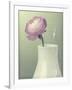 Pink Rannunculus in White Vase on Green-Tom Quartermaine-Framed Giclee Print