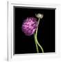 Pink Ranunculus 1-Magda Indigo-Framed Photographic Print