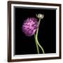 Pink Ranunculus 1-Magda Indigo-Framed Photographic Print