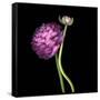 Pink Ranunculus 1-Magda Indigo-Framed Stretched Canvas