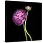 Pink Ranunculus 1-Magda Indigo-Stretched Canvas
