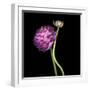 Pink Ranunculus 1-Magda Indigo-Framed Photographic Print