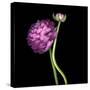 Pink Ranunculus 1-Magda Indigo-Stretched Canvas