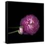 Pink Ranunculus 2-Magda Indigo-Framed Stretched Canvas