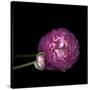 Pink Ranunculus 2-Magda Indigo-Stretched Canvas