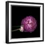 Pink Ranunculus 2-Magda Indigo-Framed Photographic Print