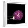 Pink Ranunculus 2-Magda Indigo-Framed Photographic Print