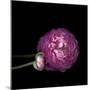 Pink Ranunculus 2-Magda Indigo-Mounted Photographic Print