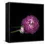 Pink Ranunculus 2-Magda Indigo-Framed Stretched Canvas