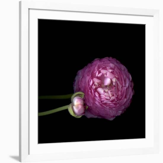 Pink Ranunculus 2-Magda Indigo-Framed Photographic Print