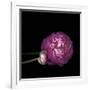 Pink Ranunculus 2-Magda Indigo-Framed Photographic Print
