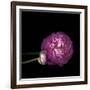 Pink Ranunculus 2-Magda Indigo-Framed Photographic Print