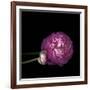 Pink Ranunculus 2-Magda Indigo-Framed Photographic Print