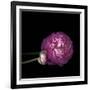 Pink Ranunculus 2-Magda Indigo-Framed Photographic Print