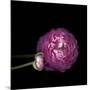 Pink Ranunculus 2-Magda Indigo-Mounted Photographic Print