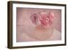 Pink Ranunculus Bouquet-Cora Niele-Framed Photographic Print