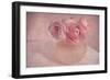 Pink Ranunculus Bouquet-Cora Niele-Framed Photographic Print