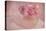 Pink Ranunculus Bouquet-Cora Niele-Stretched Canvas