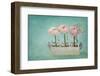 Pink Ranunculus Flowers on a Blue Background-egal-Framed Photographic Print