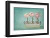 Pink Ranunculus Flowers on a Blue Background-egal-Framed Photographic Print