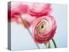 Pink ranunculus-Ada Summer-Stretched Canvas