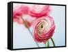 Pink ranunculus-Ada Summer-Framed Stretched Canvas