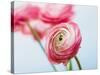 Pink ranunculus-Ada Summer-Stretched Canvas