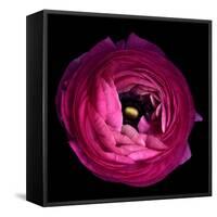 Pink Ranunculus-Magda Indigo-Framed Stretched Canvas