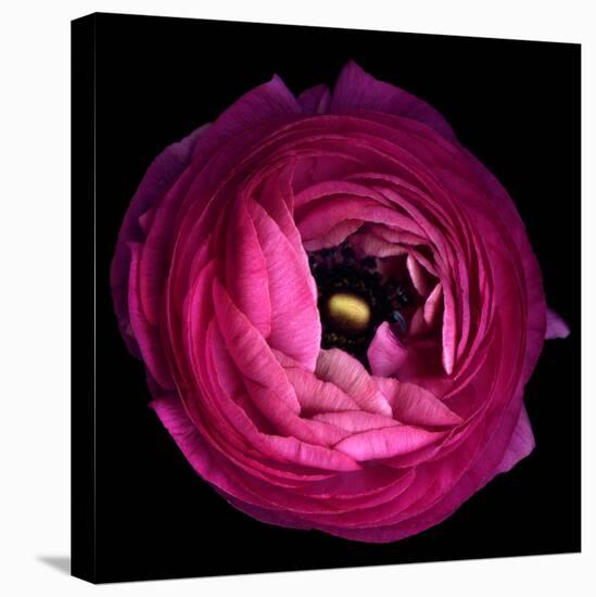 Pink Ranunculus-Magda Indigo-Stretched Canvas
