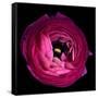 Pink Ranunculus-Magda Indigo-Framed Stretched Canvas