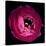 Pink Ranunculus-Magda Indigo-Stretched Canvas