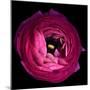 Pink Ranunculus-Magda Indigo-Mounted Premium Photographic Print