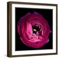 Pink Ranunculus-Magda Indigo-Framed Photographic Print