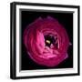 Pink Ranunculus-Magda Indigo-Framed Photographic Print