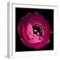 Pink Ranunculus-Magda Indigo-Framed Photographic Print