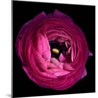 Pink Ranunculus-Magda Indigo-Mounted Photographic Print