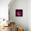 Pink Ranunculus-Magda Indigo-Mounted Photographic Print displayed on a wall