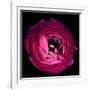 Pink Ranunculus-Magda Indigo-Framed Photographic Print