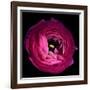 Pink Ranunculus-Magda Indigo-Framed Photographic Print