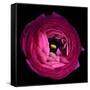 Pink Ranunculus-Magda Indigo-Framed Stretched Canvas