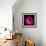 Pink Ranunculus-Magda Indigo-Framed Photographic Print displayed on a wall