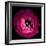 Pink Ranunculus-Magda Indigo-Framed Photographic Print