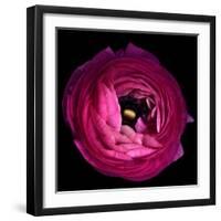 Pink Ranunculus-Magda Indigo-Framed Photographic Print