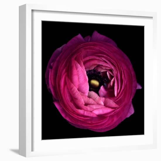 Pink Ranunculus-Magda Indigo-Framed Photographic Print