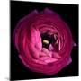 Pink Ranunculus-Magda Indigo-Mounted Photographic Print