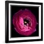 Pink Ranunculus-Magda Indigo-Framed Photographic Print