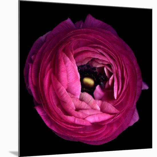 Pink Ranunculus-Magda Indigo-Mounted Photographic Print