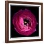 Pink Ranunculus-Magda Indigo-Framed Photographic Print